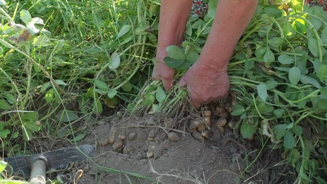 Harvesting peanut in the field Slow motion. Food and agriculture industry