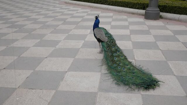 Peacock shakes feathers and closed tail lying on tiled floor at garden, Cecilio Rodriguez, in Retiro Park, Madrid. Peafowl turns head looking. Moves wing and starts walking.