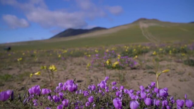 beautiful flowery desert with yellow A&ntilde;a&ntilde;ucas and purple Pata de Guanaco flowers in the Atacama region
