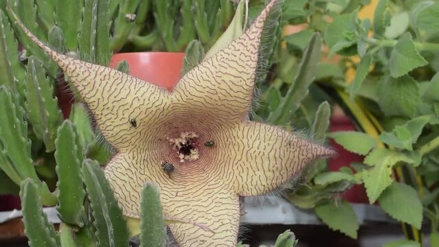 Stapelia Gigantea, cactus star flower, Apocynaceae, Zulu giant, carrion plant and toad plant