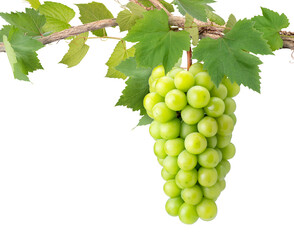 Bunch of Shine Muscat Grape with leaves isolated on white background, Sweet green grape on a branch...