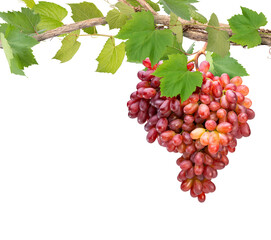 Bunch of Red Grape with leaves isolated on white background, Sweet Red Grape on a branch on white...