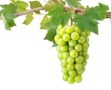 Bunch of Shine Muscat Grape with leaves isolated on white background, Sweet green grape on a branch on white With work path.