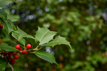 Green holly with red berries