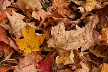 Detail of orange maple leaves in the autumn
