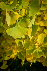 The fan-shaped leaves of the Ginkgo biloba, or Ginkgo tree, in the fall