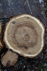 Wooden stump. Wood texture. Sawn tree with annual rings.
