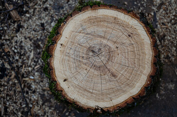 Wooden stump. Wood texture. Sawn tree with annual rings.