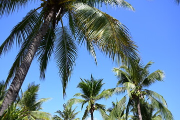 Obraz na płótnie Canvas coconut trees on beach, natural background