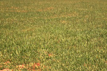 Big Yard Green Grass Close