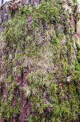 Old tree close-up with bark overgrown with moss.