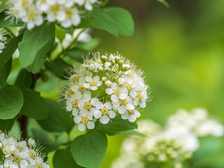 Spiraea chamaedryfolia or germander meadowsweet or elm-leaved spirea white flowers with green background.