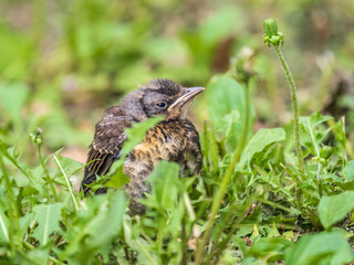 A fieldfare chick, Turdus pilaris, has left the nest and sitting on the spring lawn. A fieldfare...