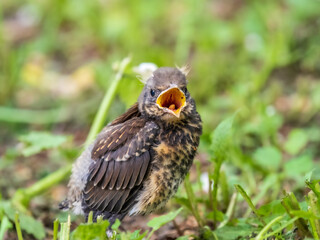 A fieldfare chick, Turdus pilaris, has left the nest and sitting on the spring lawn. A fieldfare chick sits on the ground and waits for food from its parents.