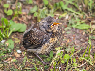 A fieldfare chick, Turdus pilaris, has left the nest and sitting on the spring lawn. A fieldfare...