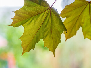 Spring branches of maple tree with fresh green leaves