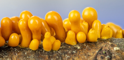 extreme closeup of a slime mold, Leocarpus fragilis - obrazy, fototapety, plakaty