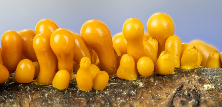 extreme closeup of a slime mold, Leocarpus fragilis