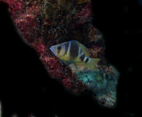 Barred Hamlet fish on the reef