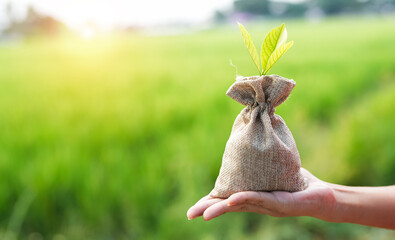 hand holding green plants growing on coin bags money saving and investment ideas