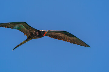 Magnificent frigatebird in flight