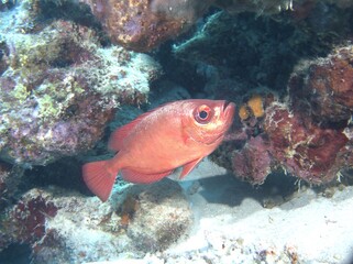 Glasseye Snapper on the reef