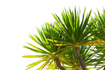 coconut or plam tree branch isolated with white background and with clipping path. © Parichart