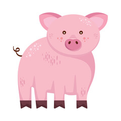 Obraz na płótnie Canvas pig adorable animal farm