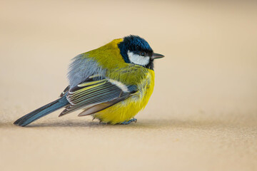 Titmouse bird sitting on the terrace floor
