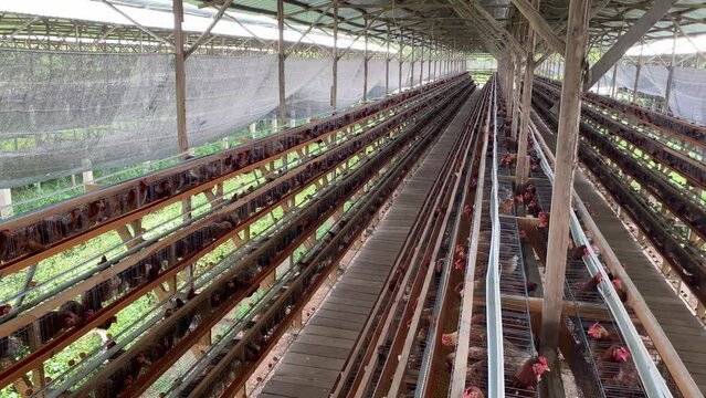 Cage Battery Type House for Layer Chicken. Conventional poultry farm.  Poultry Business issues.