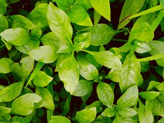 tropical natural plant background lush green leaves