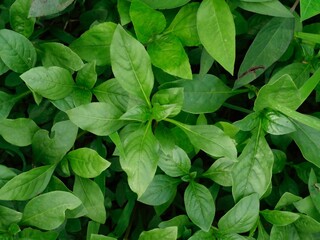 tropical natural plant background lush green leaves