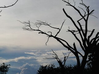 tree branch silhouette against blue sky and overcast clouds