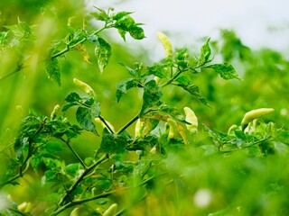 tropical natural plant background lush green leaves