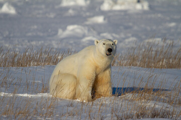 A beautiful polar bear sitting down in snow between arctic grass, near Churchill, Manitoba Canada