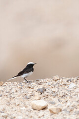 Monnikstapuit, Hooded Wheatear, Oenanthe monacha