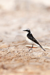 Obraz premium Vitatta Bonte Tapuit, Vittata Pied Wheatear, Oenanthe pleschanka vittata