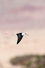 Steltkluut, Black-winged Stilt, Himantopus himantopus