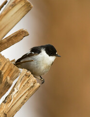 Balkanvliegenvanger, Semi-collared Flycatcher, Ficedula semitorquata