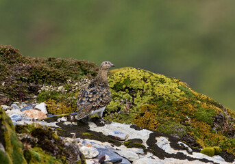 Witbuikkwartelsnip, White-bellied Seedsnipe, Attagis malouinus