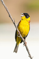 Obraz premium Black-headed Bunting, Emberiza melanocephala