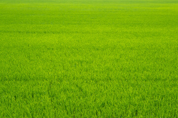 Fototapeta na wymiar green rice field abstract background texture