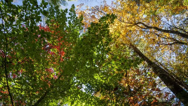 Panning time-lapse of trees near the peak of fall color. High quality 4k footage shot on a bright day.