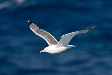 Yellow-legged Gull, Geelpootmeeuw, Larus michahellis