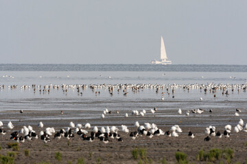 Vogels op Waddenzee, Birds at Wadden Sea