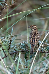 Bosgors, Rustic Bunting, Emberiza rustica
