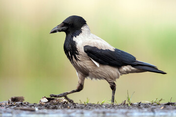 Bonte Kraai, Hooded Crow, Corvus cornix