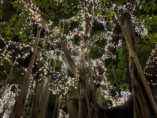 Beautiful display of fairy lights on a giant fig tree in Botanical Gardens in Brisbane city,...