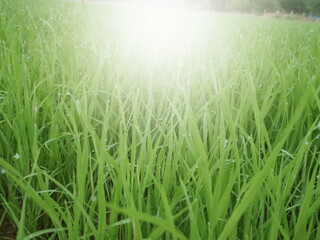 Obraz na płótnie Canvas green grass in the morning