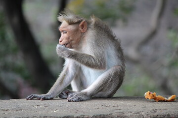 Monkey sitting on ground and eating 